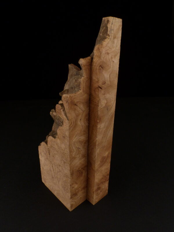 loupe d'orme ormeau galeux 235 x 75 x 29 mm