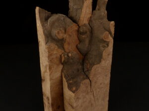 loupe d'orme ormeau galeux 235 x 75 x 29 mm