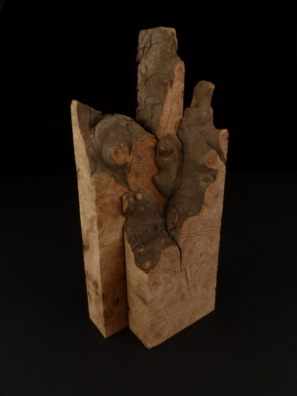loupe d'orme ormeau galeux 235 x 75 x 29 mm