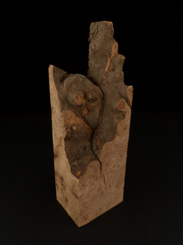 loupe d'orme ormeau galeux 235 x 75 x 29 mm