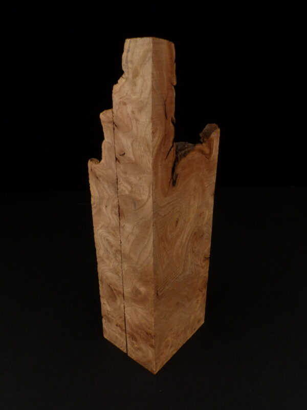 loupe d'orme ormeau galeux 235 x 75 x 29 mm
