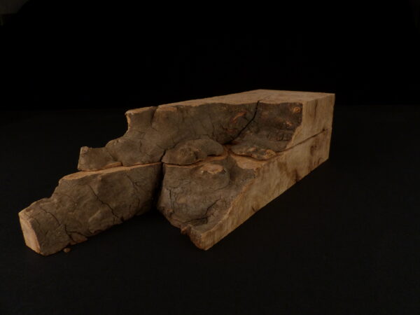 loupe d'orme ormeau galeux 235 x 75 x 29 mm