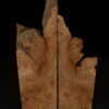 loupe d'orme ormeau galeux 235 x 75 x 29 mm