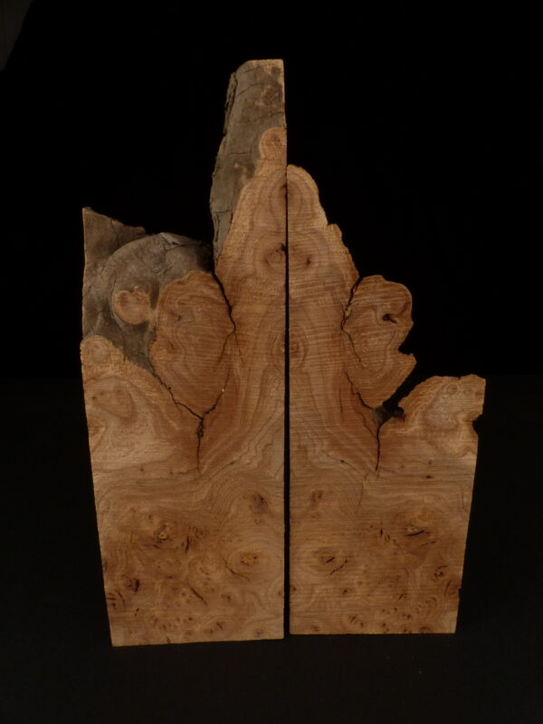 loupe d'orme ormeau galeux 235 x 75 x 29 mm