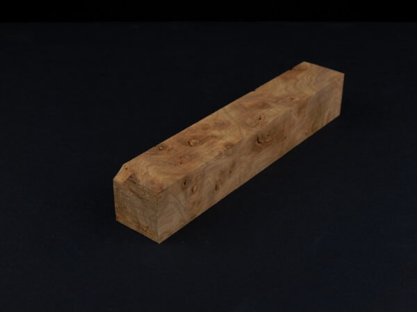 Loupe d’orme ormeau galeux 135 x 24 x 24 mm